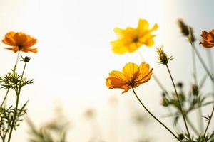 närbild av gul kosmos blomma under solljus med kopia Plats använder sig av som bakgrund naturlig växter landskap, ekologi tapet omslag sida begrepp. foto