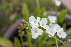 vit burhead eller texas lera bebis blomma i en pott med solljus i de trädgård på fläck natur bakgrund. foto