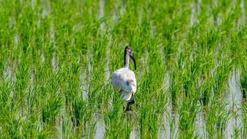 svarthårig ibis gående på de fält foto