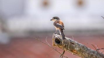 burmesiska skata uppflugen på träd i natur foto