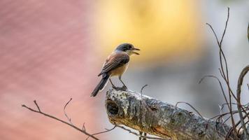 burmesiska skata uppflugen på träd i natur foto