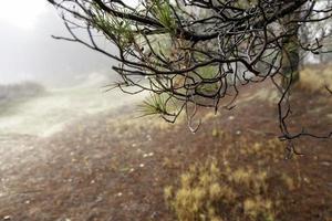 tall löv våt från de regn foto