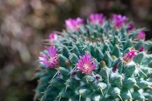 blommande kaktus med röd blommor foto