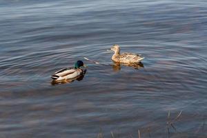 Anka och anka flyta på de vatten foto