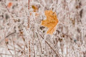 vinter- löv täckt med snö och rimfrost foto