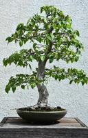 amerikan bok bonsai träd i en pott foto