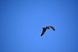 fiskgjuse fladdrande hans vingar i flyg i blå himmel foto