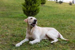 labrador på en promenad i de parkera foto