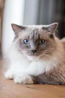 katt ragdoll långt hår foto