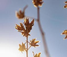 natur i de Sol foto