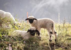 blacknosesheep Schaf wolle foto