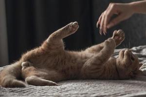 Hem skön persika brittiskt katt lögner på de säng, henne ägare spelar med henne foto