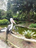 skön pelikan fågel i Zoo miljö foto