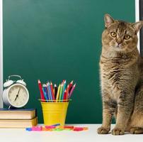 vuxen hetero skott grå katt sitter på de bakgrund av en grön skola styrelse. tillbaka till skola foto