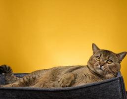 ett vuxen katt lögner i en grå känt säng på en gul bakgrund. de djur- är vilar och ser foto