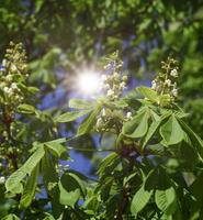 gren av kastanj med grön löv och vit blommor foto