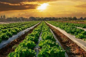 jordbruks industri. växande sallad sallad på fält med solnedgång foto