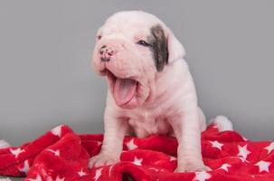 porträtt av amerikansk bulldoggvalp som gäspar på den röda filten foto