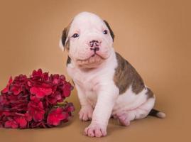 porträtt av brindle amerikansk bulldogvalp med röda blommor foto