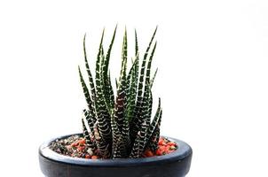 kaktus på vit bakgrund foto