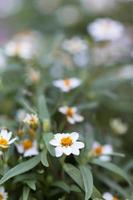 små vita blommor foto