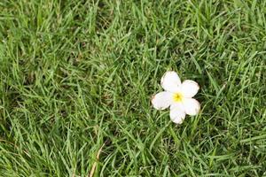 vit blomma på gräset