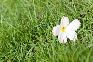vit blomma på gräset