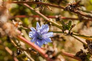 fält blommor på som insekter och bin sitta stänga upp foto