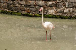 flamingo på de sjö dricka vatten foto