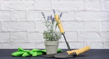 skyffel, räfsa och blomkruka på de bakgrund av en vit tegel vägg. plantering och återplantering vår blomma och växter foto