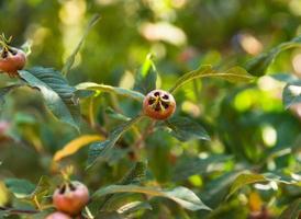 omogen grön frukt på en gren av en loquat träd foto