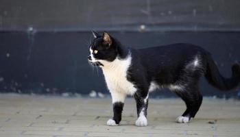 svart och vit hemlös gata katt promenader ner de gata på en vår dag foto