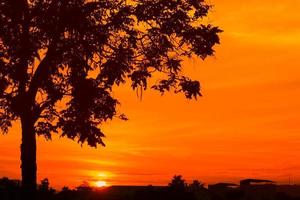 solnedgång skön färgrik landskap och silhuett träd i himmel skymning tid foto