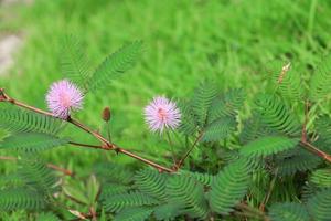 mimosa pudica blomma av blyg växt foto