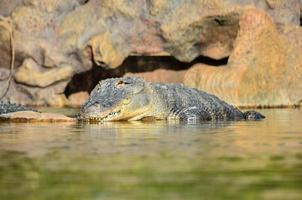 gator i de vatten foto