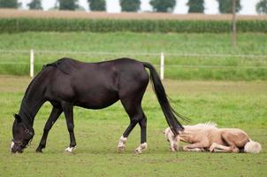 hästar i de tysk muensterland foto