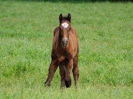 hästar på vår tid i Tyskland foto