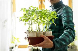 ung man i rutig jacka innehav i händer lastpall med tomat plantor växande i eco papper koppar mot bakgrund av ljus fönster, organisk växande av grönsaker, trädgårdsarbete foto