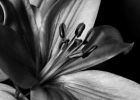 svart och vit lilja blomma fotografera foto