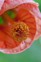 kinesisk lykta blomma fotografera foto