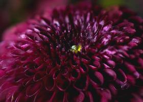 krysantumum lila blomma fotografera foto