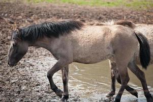föl och hästar i Tyskland foto