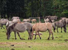 hästar i de tysk Westfalen foto