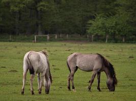 vilda hästar i Westfalen foto