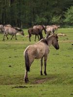 vilda hästar i Westfalen foto