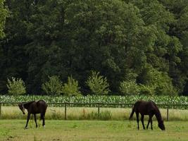 hästar i de tysk munsterland foto