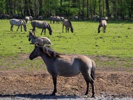 många hästar i Tyskland foto