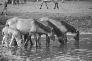 vild hästar på en fält foto
