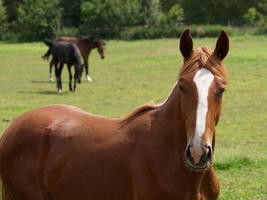 hästar i Westfalen foto