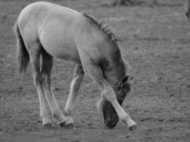 vild hästar på en tysk fält foto